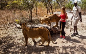 Walking with lions excursion
